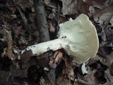 Clitocybe candida image