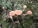 Laccaria bicolor image