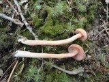 Laccaria bicolor image