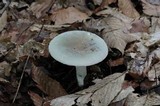 Russula modesta image