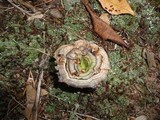 Coltricia confluens image