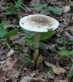 Amanita brunnescens image