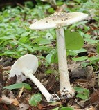 Amanita brunnescens image