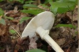 Amanita brunnescens image