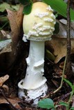 Amanita velatipes image
