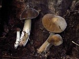 Paraxerula americana image