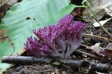 Clavaria zollingeri image