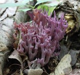 Clavaria zollingeri image