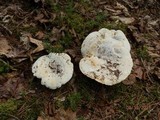 Lactarius subvellereus image