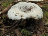 Lactarius subvellereus image