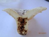 Lactarius subvellereus image