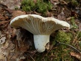 Lactarius subvellereus image