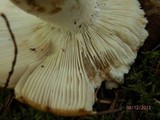 Russula fragrantissima image