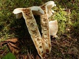 Russula fragrantissima image