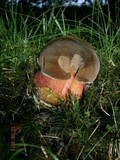 Boletus luridiformis image