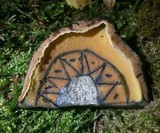 Boletus luridiformis image