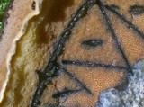 Boletus luridiformis image