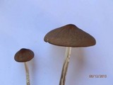 Hymenopellis furfuracea image