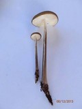 Hymenopellis furfuracea image