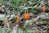 Clavulinopsis laeticolor image