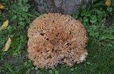 Sparassis spathulata image
