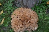 Sparassis spathulata image