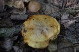 Suillus americanus image