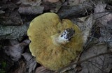 Suillus americanus image