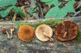 Pholiota granulosa image
