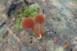 Pholiota granulosa image