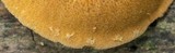 Pholiota granulosa image