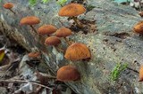 Pholiota granulosa image