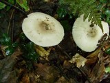 Amanita sect. Vaginatae image