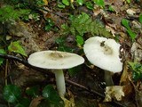 Amanita sect. Vaginatae image