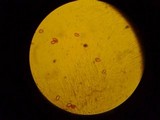Amanita sect. Vaginatae image