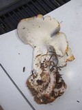Albatrellus flettii image
