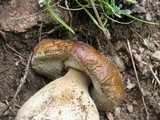 Boletus rubriceps image