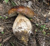 Boletus rubriceps image