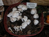Hygrophorus eburneus image