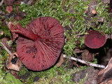 Tubaria punicea image