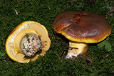 Suillus grevillei image