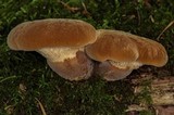 Tapinella atrotomentosa image