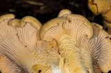 Cantharellus formosus image