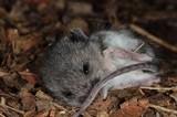 Gymnopus confluens image