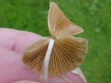 Conocybe apala image