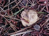 Scleroderma bovista image