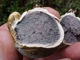 Scleroderma laeve image