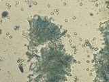 Russula amoenolens image