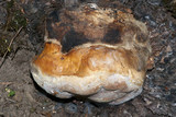 Fomitopsis mounceae image