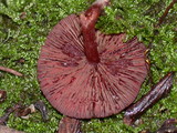 Tubaria punicea image